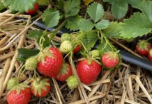 ResBerry: wspieramy ogrodników ekologicznych