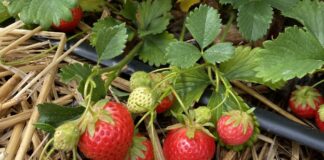 ResBerry: wspieramy ogrodników ekologicznych