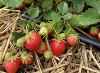 ResBerry: wspieramy ogrodników ekologicznych