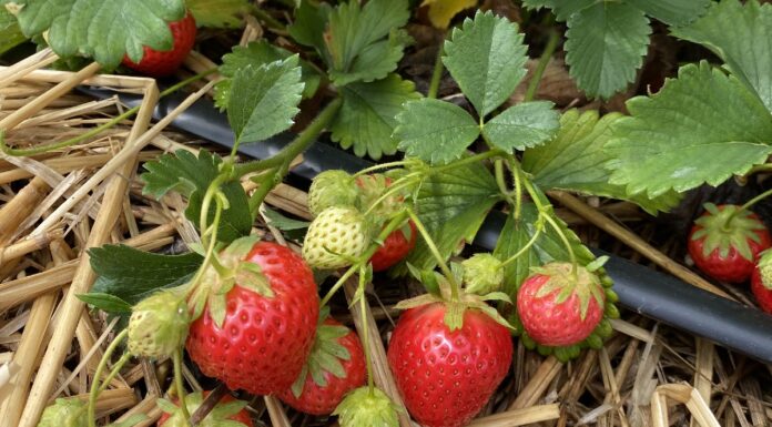 ResBerry: wspieramy ogrodników ekologicznych