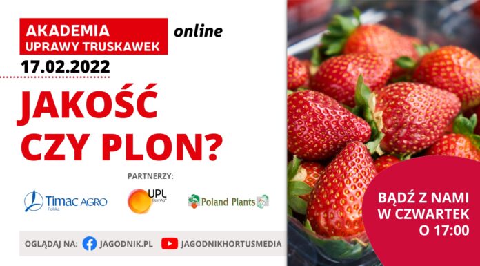 Akademia Uprawy Truskawek 2022, cz. 3: Jakość czy plon?