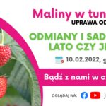 Maliny w tunelach _2_odmiany