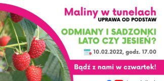 Maliny w tunelach – uprawa od podstaw: Odmiany i sadzonki. Lato czy jesień?