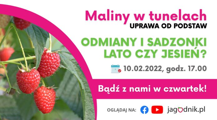 Maliny w tunelach – uprawa od podstaw: Odmiany i sadzonki. Lato czy jesień?