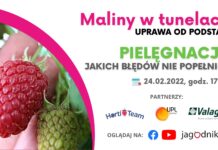 Maliny w tunelach: Pielęgnacja. Jakich błędów nie można popełniać?