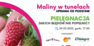 Maliny w tunelach: Pielęgnacja. Jakich błędów nie można popełniać?