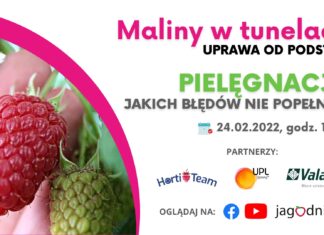 Maliny w tunelach: Pielęgnacja. Jakich błędów nie można popełniać?