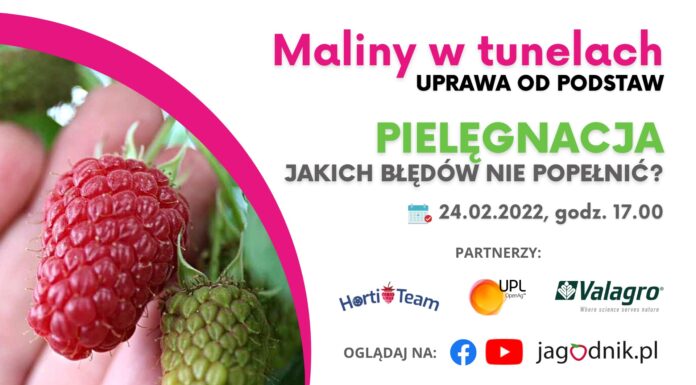 Maliny w tunelach: Pielęgnacja. Jakich błędów nie można popełniać?
