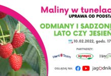 Maliny w tunelach – uprawa od podstaw, cz. 2