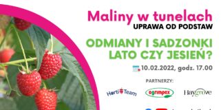 Maliny w tunelach – uprawa od podstaw, cz. 2