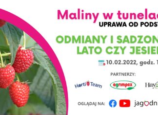 Maliny w tunelach – uprawa od podstaw, cz. 2