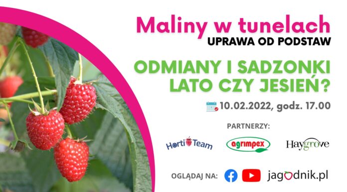 Maliny w tunelach – uprawa od podstaw, cz. 2