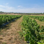 jagodnik_2_2022 (19)jagodnik