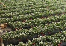 Rekordowe ceny truskawek w Chinach