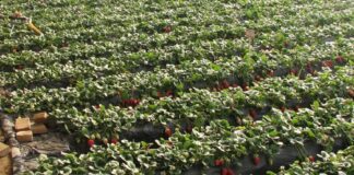 Rekordowe ceny truskawek w Chinach