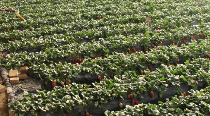 Rekordowe ceny truskawek w Chinach