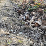 Bez deszczu nie ma co liczyć na prawidłowe działanie nawozów posypowychmonitoring_plantacji_1_truskawk