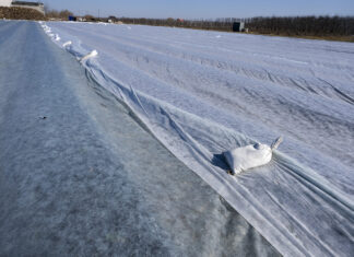 Uwaga – zapowiadają przymrozki. Jak zabezpieczyć plantacje malin, truskawek i borówek