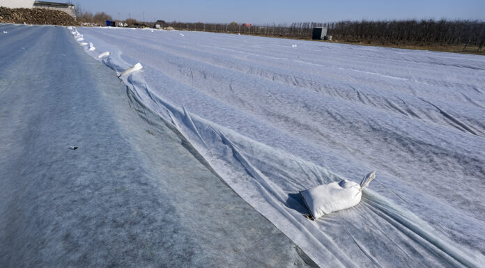 Uwaga – zapowiadają przymrozki. Jak zabezpieczyć plantacje malin, truskawek i borówek