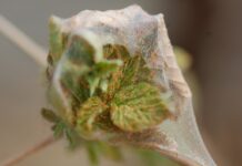 Rozwiązanie do mechanicznego zwalczania przędziorków i nie tylko – Malinowe Factory 2022