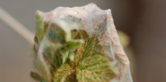 Rozwiązanie do mechanicznego zwalczania przędziorków i nie tylko – Malinowe Factory 2022