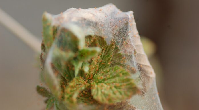 Rozwiązanie do mechanicznego zwalczania przędziorków i nie tylko – Malinowe Factory 2022