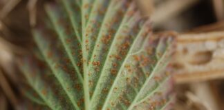 Pierwsze zabiegi przeciwko przędziorkom. O tym trzeba pamiętać przędziorek chmielowiec