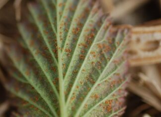 Pierwsze zabiegi przeciwko przędziorkom. O tym trzeba pamiętać przędziorek chmielowiec