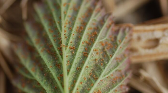 Pierwsze zabiegi przeciwko przędziorkom. O tym trzeba pamiętać przędziorek chmielowiec