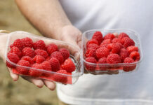 Maliny – jakość, trwałość i smak. Jak to uzyskać?