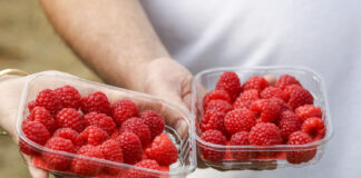 Maliny – jakość, trwałość i smak. Jak to uzyskać?