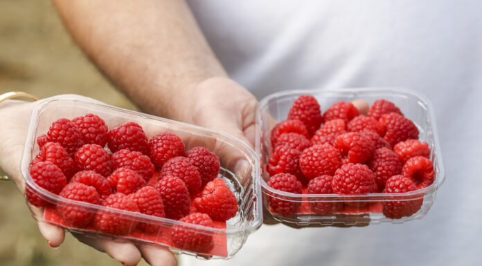 Maliny – jakość, trwałość i smak. Jak to uzyskać?