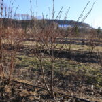 IMG_3434haskap_korfanty
