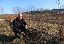 Trzy metody cięcia haskapu (cz. I) – 2. rok po posadzeniu