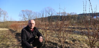 Trzy metody cięcia haskapu (cz. I) – 2. rok po posadzeniu