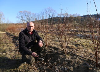 Trzy metody cięcia haskapu (cz. I) – 2. rok po posadzeniu