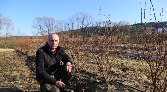 Trzy metody cięcia haskapu (cz. I) – 2. rok po posadzeniu