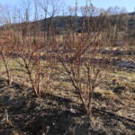 IMG_3437haskap_korfanty