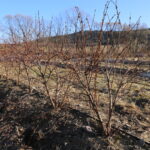 IMG_3441haskap_korfanty