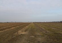 Efektywne cięcie borówki, cz. 3