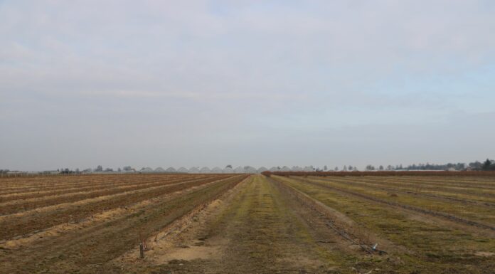 Efektywne cięcie borówki, cz. 3