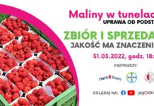Zbiór i sprzedaż malin. Jakość ma znaczenie!