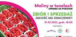 Zbiór i sprzedaż malin. Jakość ma znaczenie!