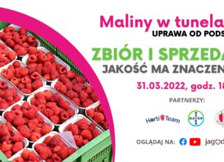 Zbiór i sprzedaż malin. Jakość ma znaczenie!
