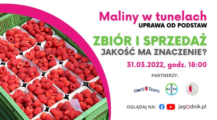 Zbiór i sprzedaż malin. Jakość ma znaczenie!