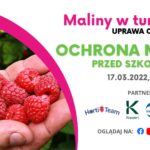 Maliny w tunelach_ochrona malin