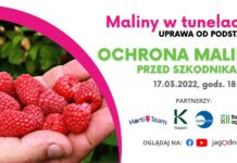 Ochrona malin przed szkodnikami maliny w tunelach