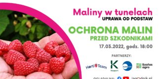 Ochrona malin przed szkodnikami maliny w tunelach