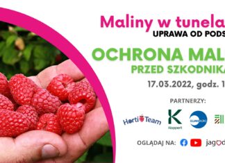 Ochrona malin przed szkodnikami maliny w tunelach