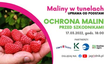 Ochrona malin przed szkodnikami maliny w tunelach